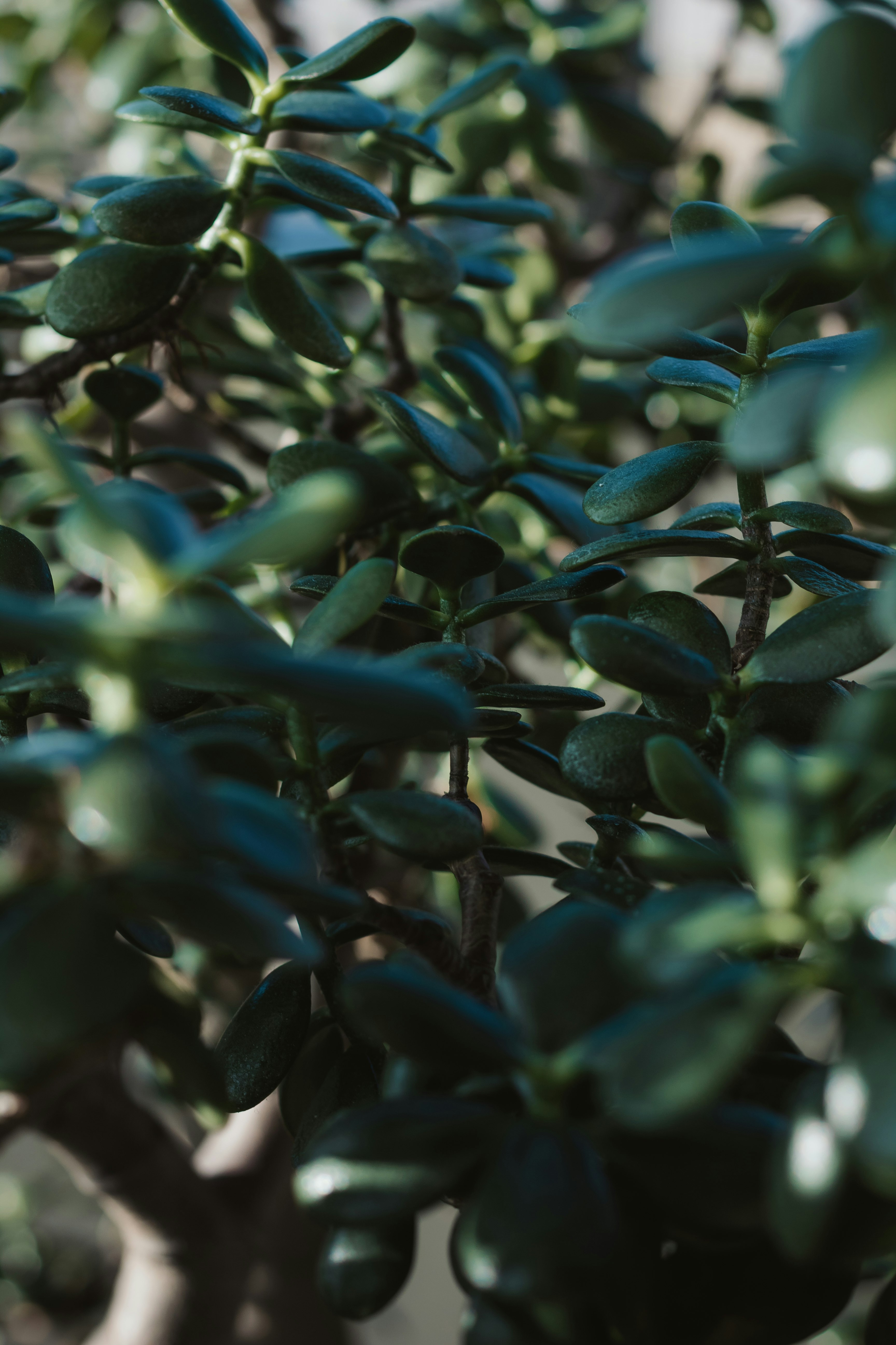 green leafed tree